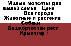 Милые мопсяты для вашей семьи › Цена ­ 20 000 - Все города Животные и растения » Собаки   . Башкортостан респ.,Кумертау г.